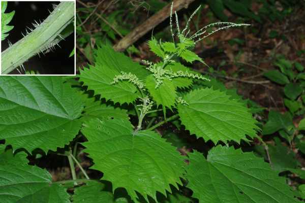 ミヤマイラクサ