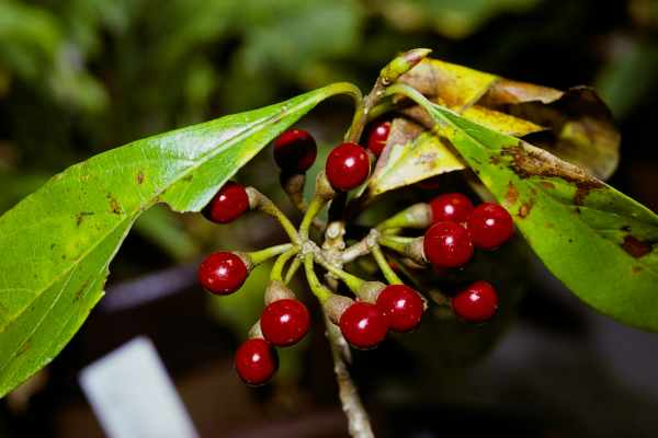 カナクギノキの果実