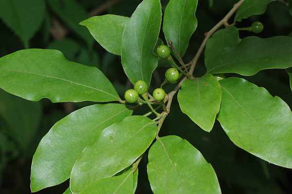 未熟の果実をつけたヤマコウバシ