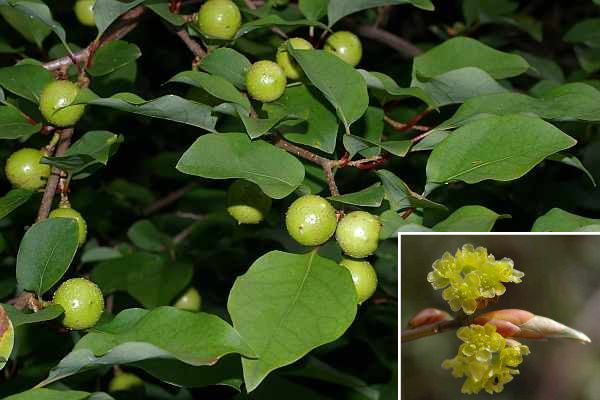 アブラチャンの果実と雄花序（右下）