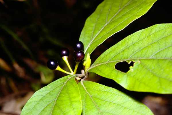 果実をつけたケクロモジ