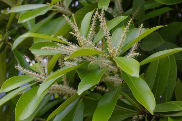マテバシイの花穂と若い果穂