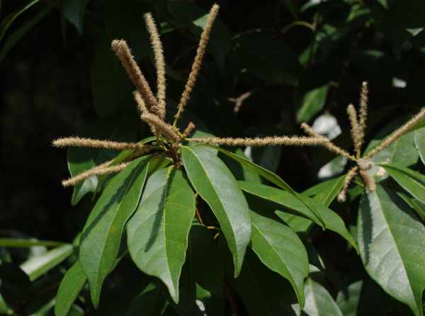 シリブカガシの花穂