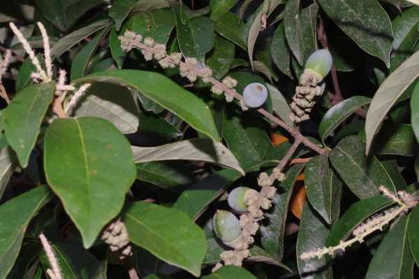 シリブカガシの果穂