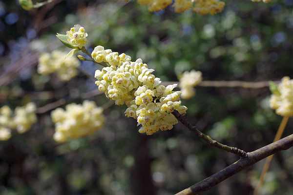 アオモジ　雄花
