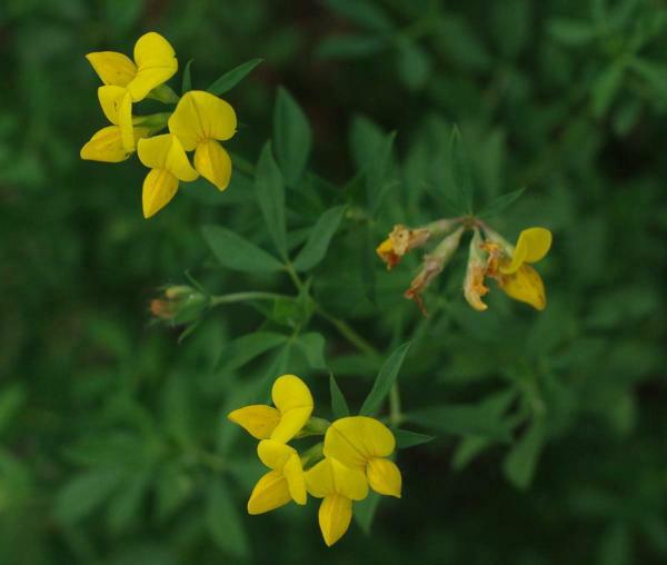 セイヨウミヤコグサ