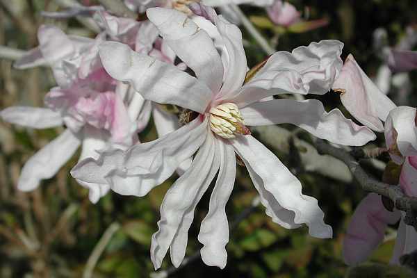 シデコブシの花