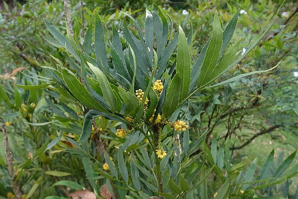 ホソバヒイラギナンテン