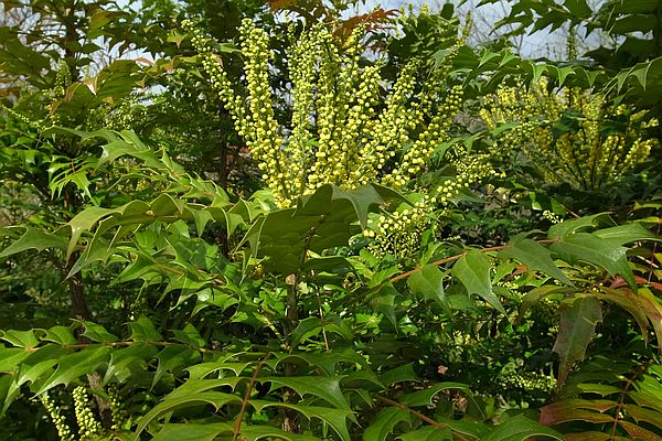 ヒイラギナンテン