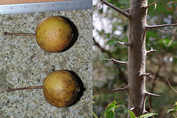 オオウラジロノキ