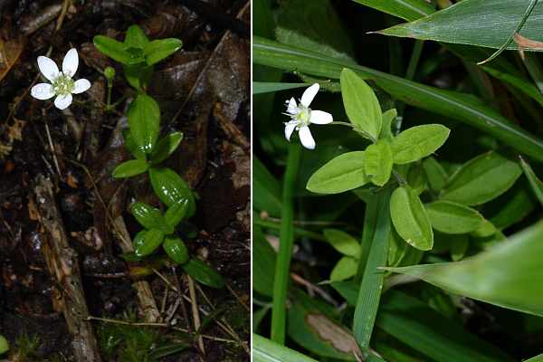 オオヤマフスマ