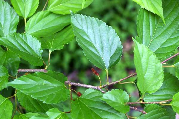 ヤマグワの完熟前の集合果