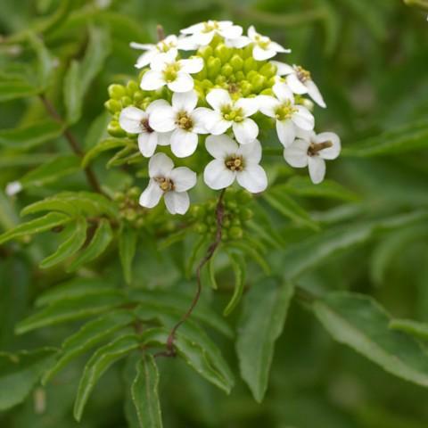 オランダガラシ