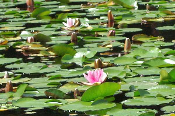 セイヨウスイレン