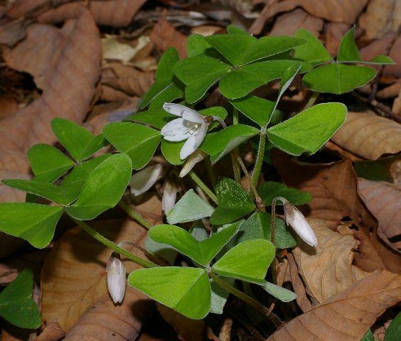 ミヤマカタバミ