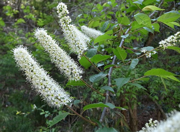 ウワミズザクラ