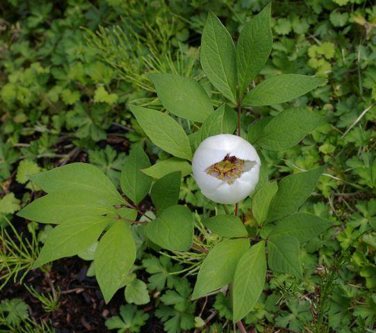 ヤマシャクヤク