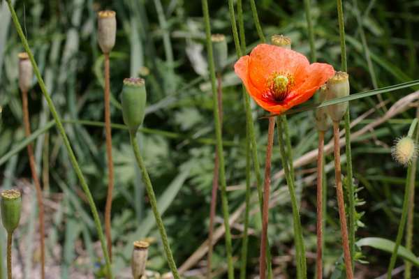 ナガミヒナゲシ