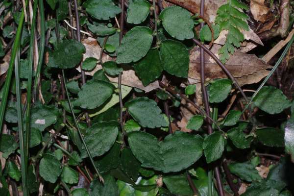 サンショウソウ