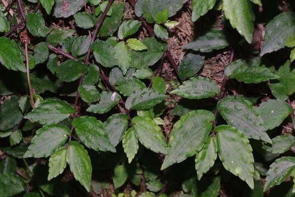 オオサンショウソウ