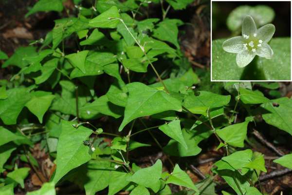 ミヤマタニソバの花