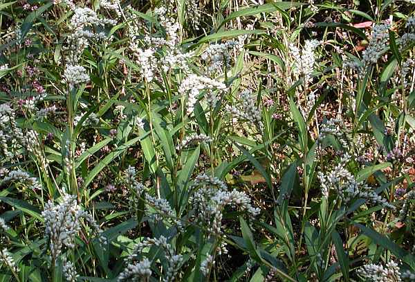 シロバナサクラタデ