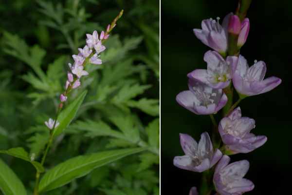 サクラタデの花