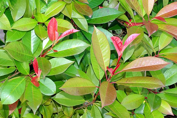 レッドロビンチ