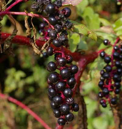 ヨウシュヤマゴボウの果実