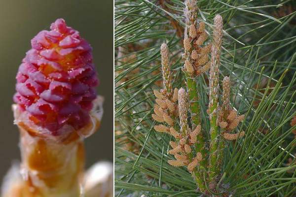 アカマツの雌花は当年枝の先端に着く