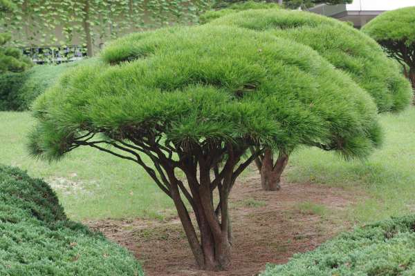 タギョウショウ