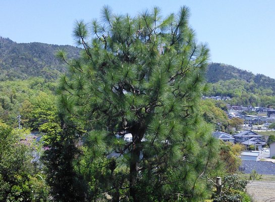 ダイオウショウ