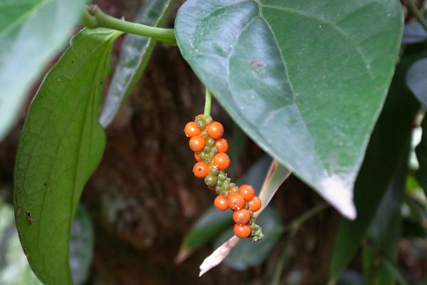 フウトウカズラ果