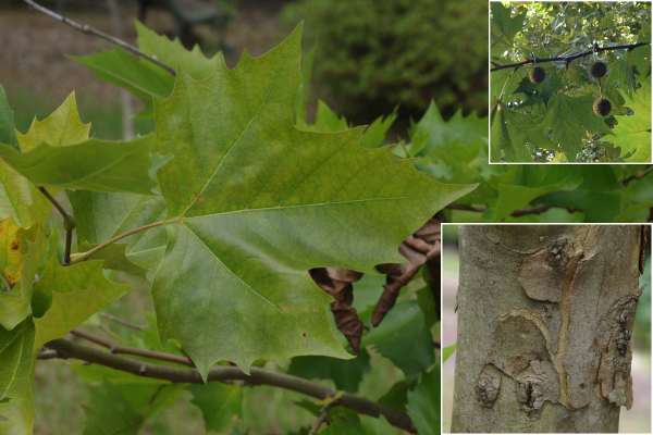 モミジバスズカケノキ