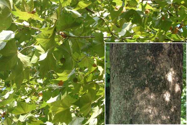 アメリカスズカケ