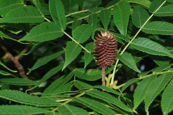 ノグルミの果実