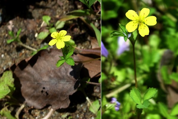 ヒメヘビイチゴ