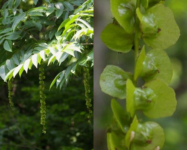 サワグルミの果実