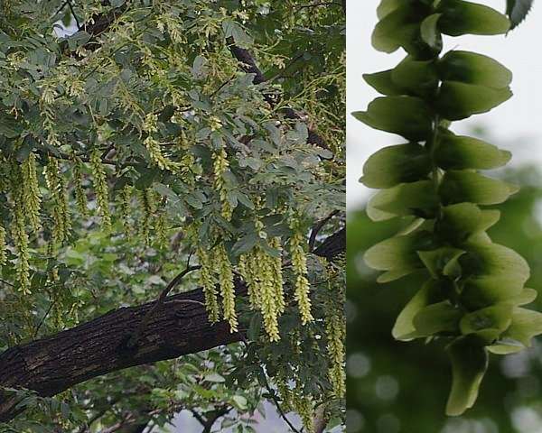 シナサワグルミの果穂