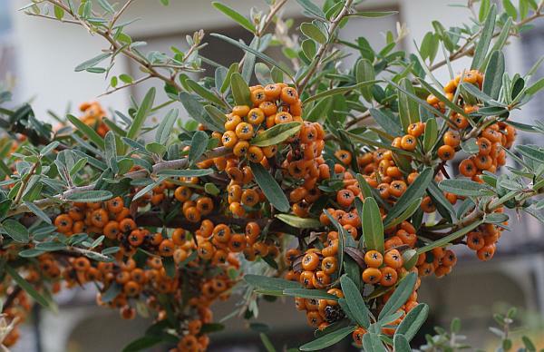 タチバナモドキ