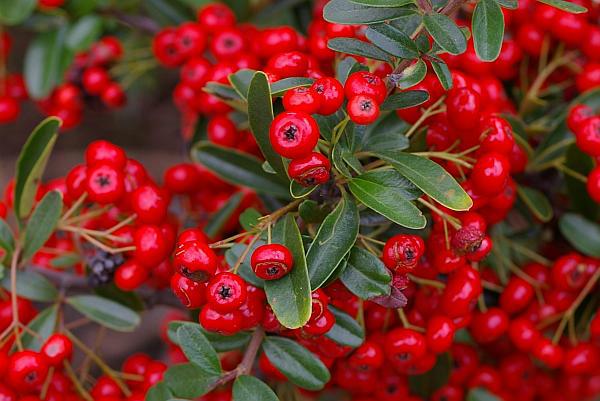 トキワサンザシ