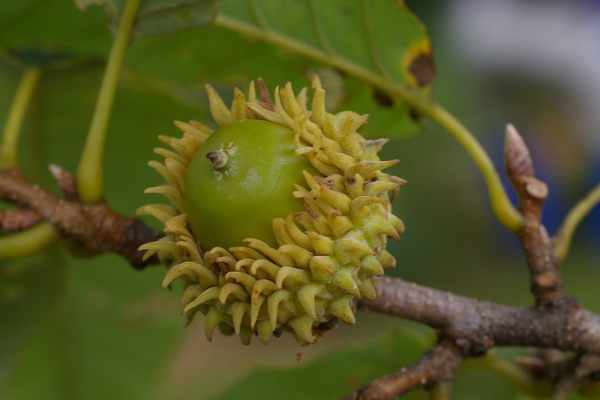 クヌギの殻斗果を「どんぐり」という