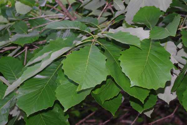 ナラガシワの葉