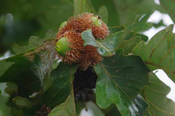 カシワの殻斗果