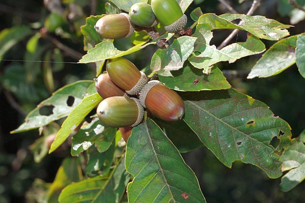 コナラの殻斗果