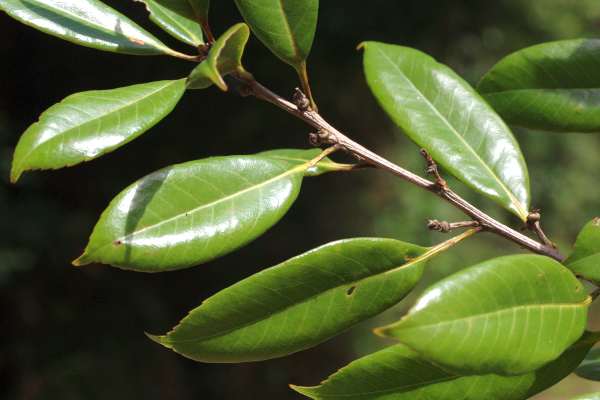 オオツクバネガシ