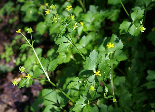 キツネノボタン