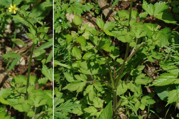 ケキツネノボタン