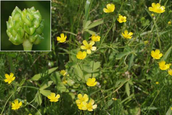 ウマノアシガタ