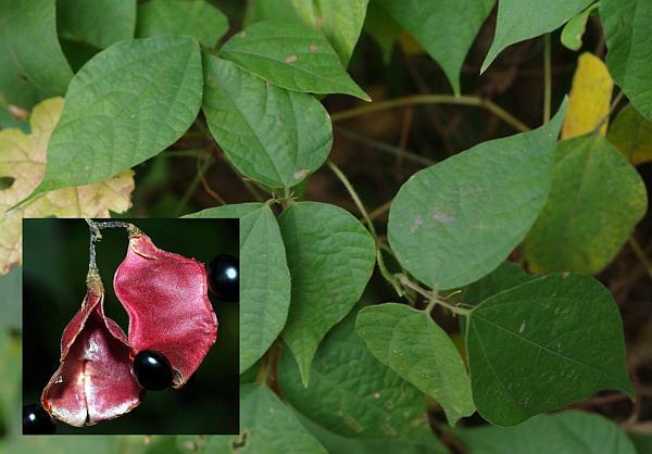 オオバタンキリマメ